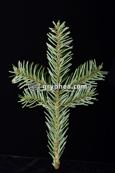 Rameau de Sapin Nordmann face inférieure - gryphea.com